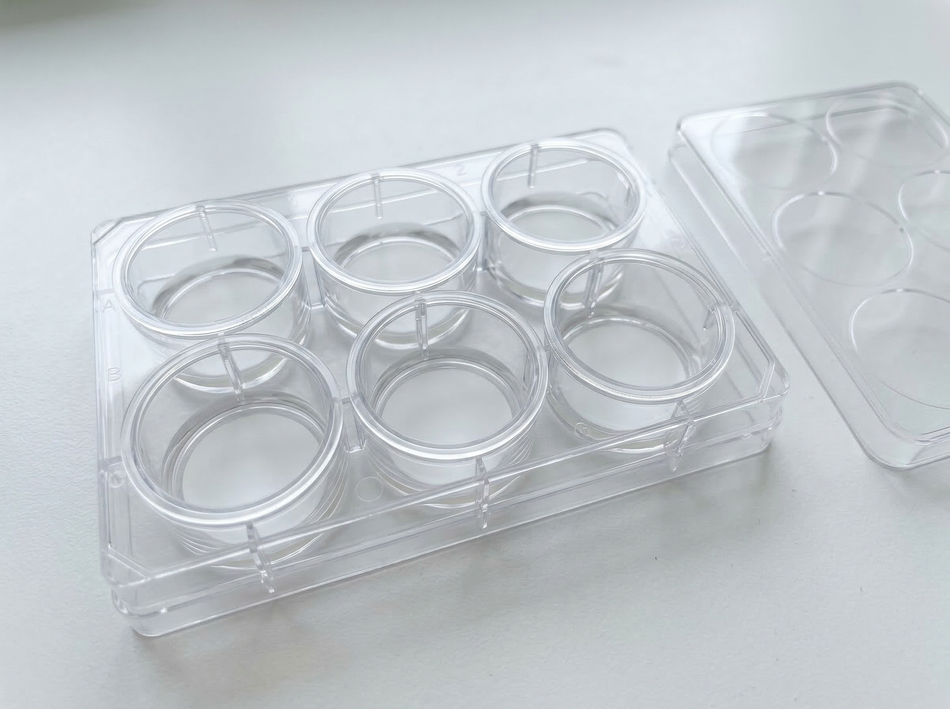 NEST 6-well transwell inserts with polycarbonate PC membrane in companion plate on lab bench