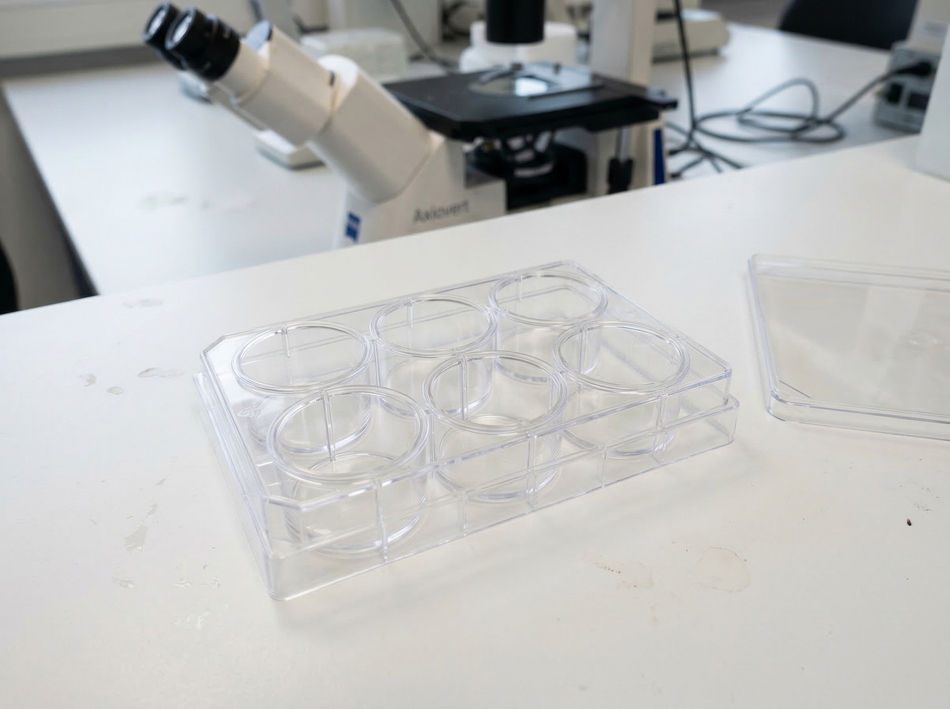 NEST 6-well transwell inserts with transparent PET membrane near microscope on lab bench